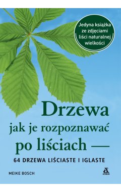 Drzewa – jak je rozpoznawać po liściach